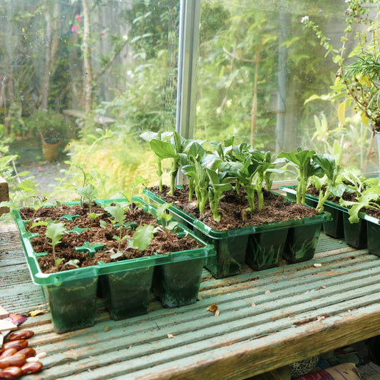 Forspiringsbakker med spirende planter på bord i drivhus