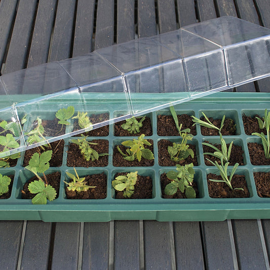 Minidrivhus til vindueskarm med spirende planter under klart låg