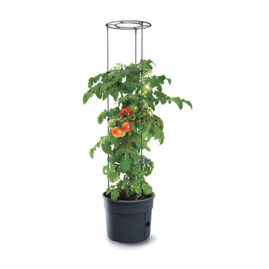 Tomatplante med modne tomater i sort 12 liters tomatpotte med opbindingsstativ