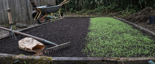 Nyryddet køkkenhavebed hvor der er sået grøngødning, med frøpose, rive og nyspirede grønne kimplanter i den mørke jord