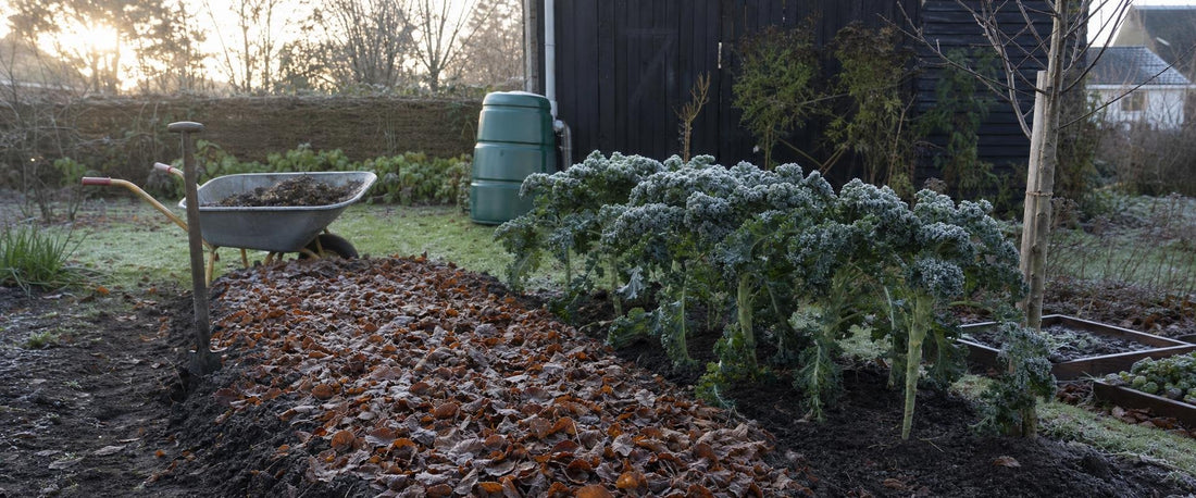 Køkkenhavebed i november med løvdækket hvidløgsbed, grønkål med rimfrost og en plantespade i jorden
