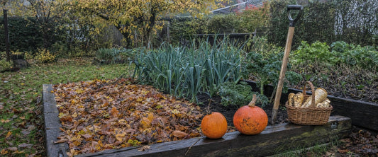 Køkkenhavebed i oktober dækket med visne blade ved siden af porrer, grønkål og en kurv med pastinak og græskar