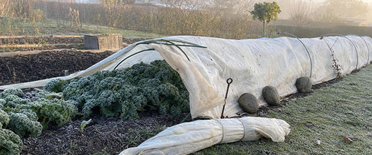 Hvid fiberdug spændt over bøjler hen over et køkkenhavebed med grønkål en frostklar oktobermorgen