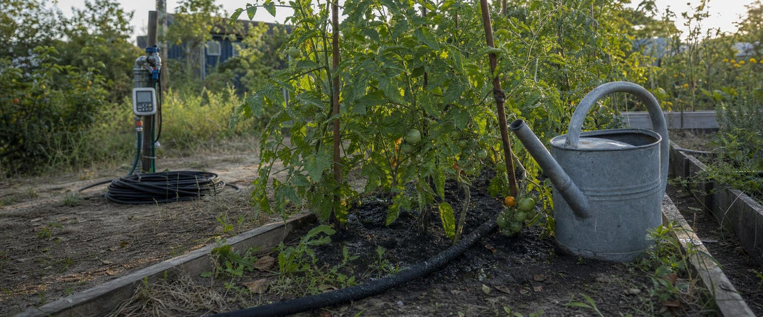 Sivevanding langs tomatplanter i et højbed i en dansk kolonihave