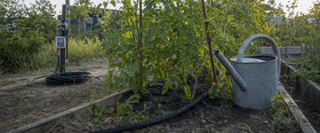 Sivevanding langs tomatplanter i et højbed i en dansk kolonihave