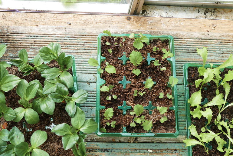 Flere forspiringsbakker med unge planter i drivhus