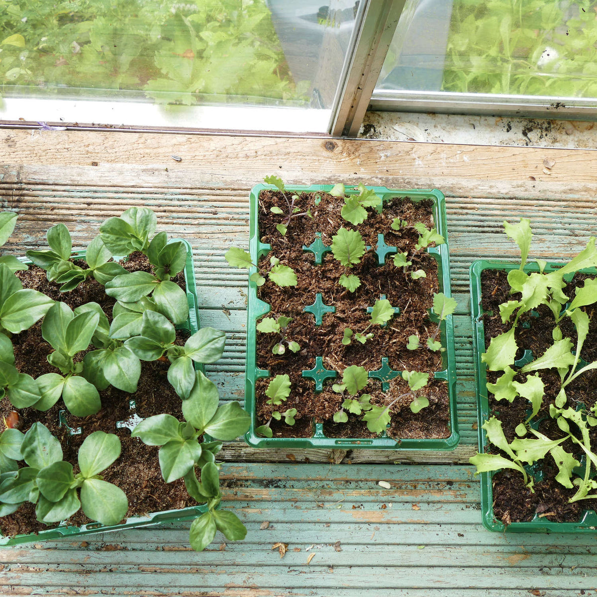 Flere forspiringsbakker med unge planter i drivhus