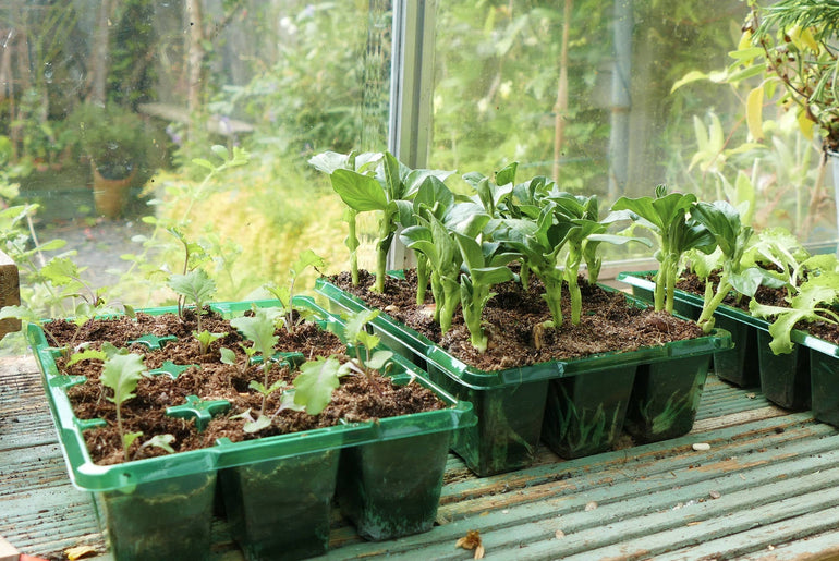 Forspiringsbakker med spirende planter på bord i drivhus