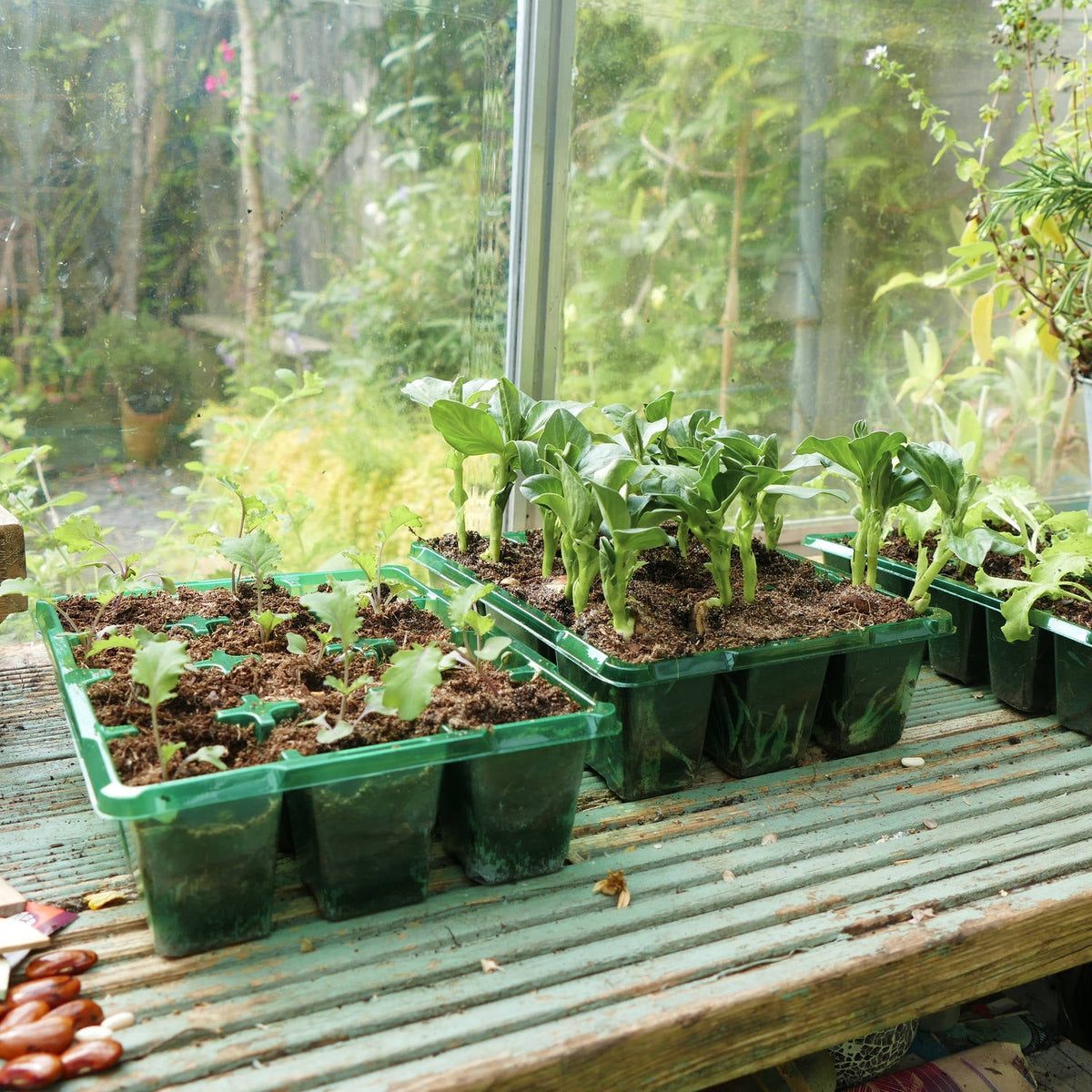 Forspiringsbakker med spirende planter på bord i drivhus
