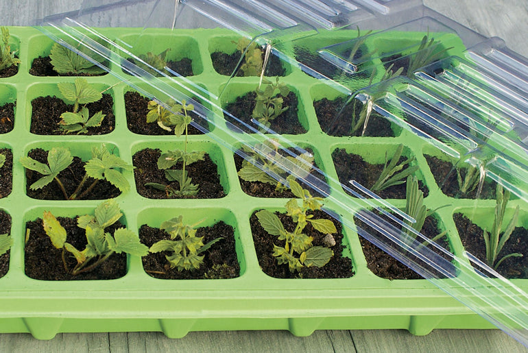 Lysegrønt minidrivhus med 24 rum og spirende planter under låg