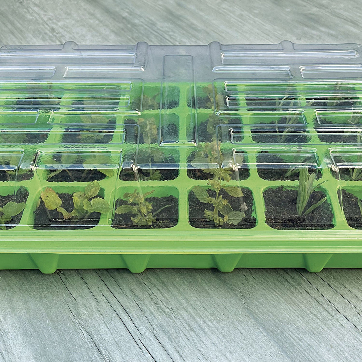 Minidrivhus med 24 rum og unge planter set fra siden