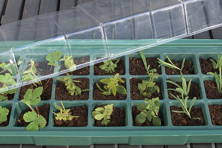 Minidrivhus til vindueskarm med spirende planter under klart låg