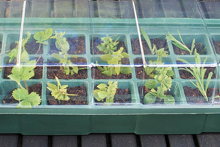 Minidrivhus med 27 rum og unge planter på terrassebord