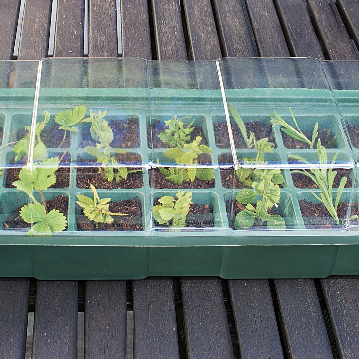 Minidrivhus med 27 rum og unge planter på terrassebord