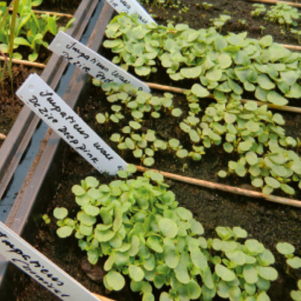 Hvide planteetiketter med håndskrevne plantenavne i såbakker med småplanter