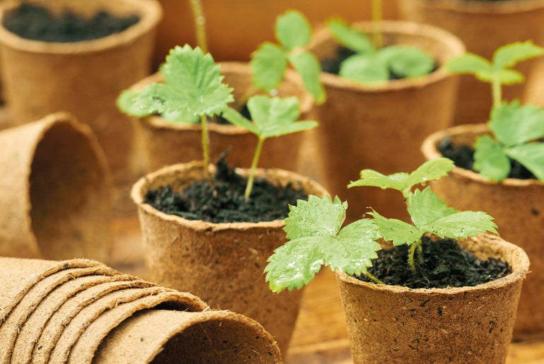 Fiberpotter med spirende planter og stak potter på bord