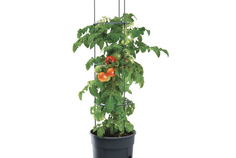 Tomatplante med modne tomater i sort 12 liters tomatpotte med opbindingsstativ